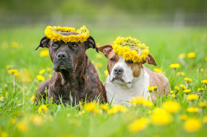 在花园的草丛里带着花环的两条狗