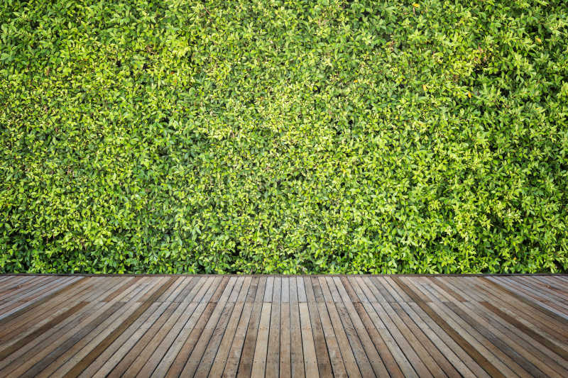 绿色园林植物下的旧式木板