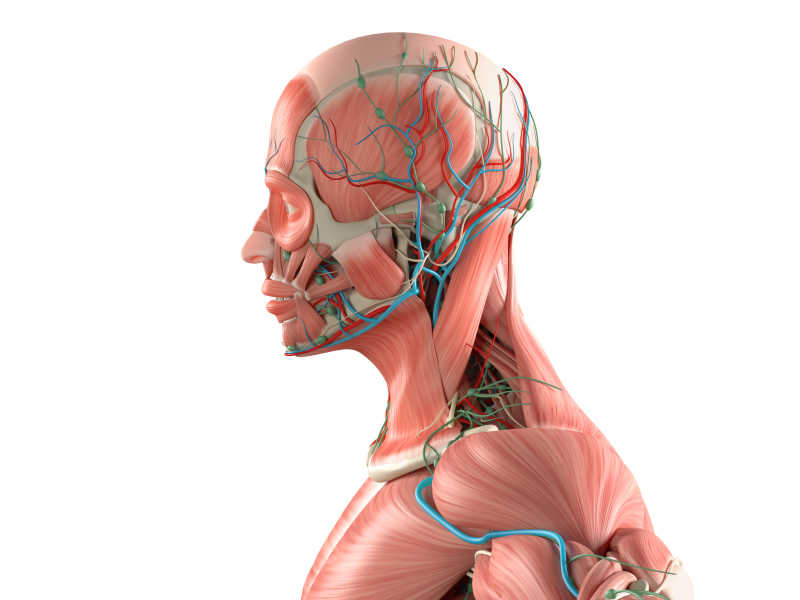 人体头部肌肉与血管系统特写的侧面透视图