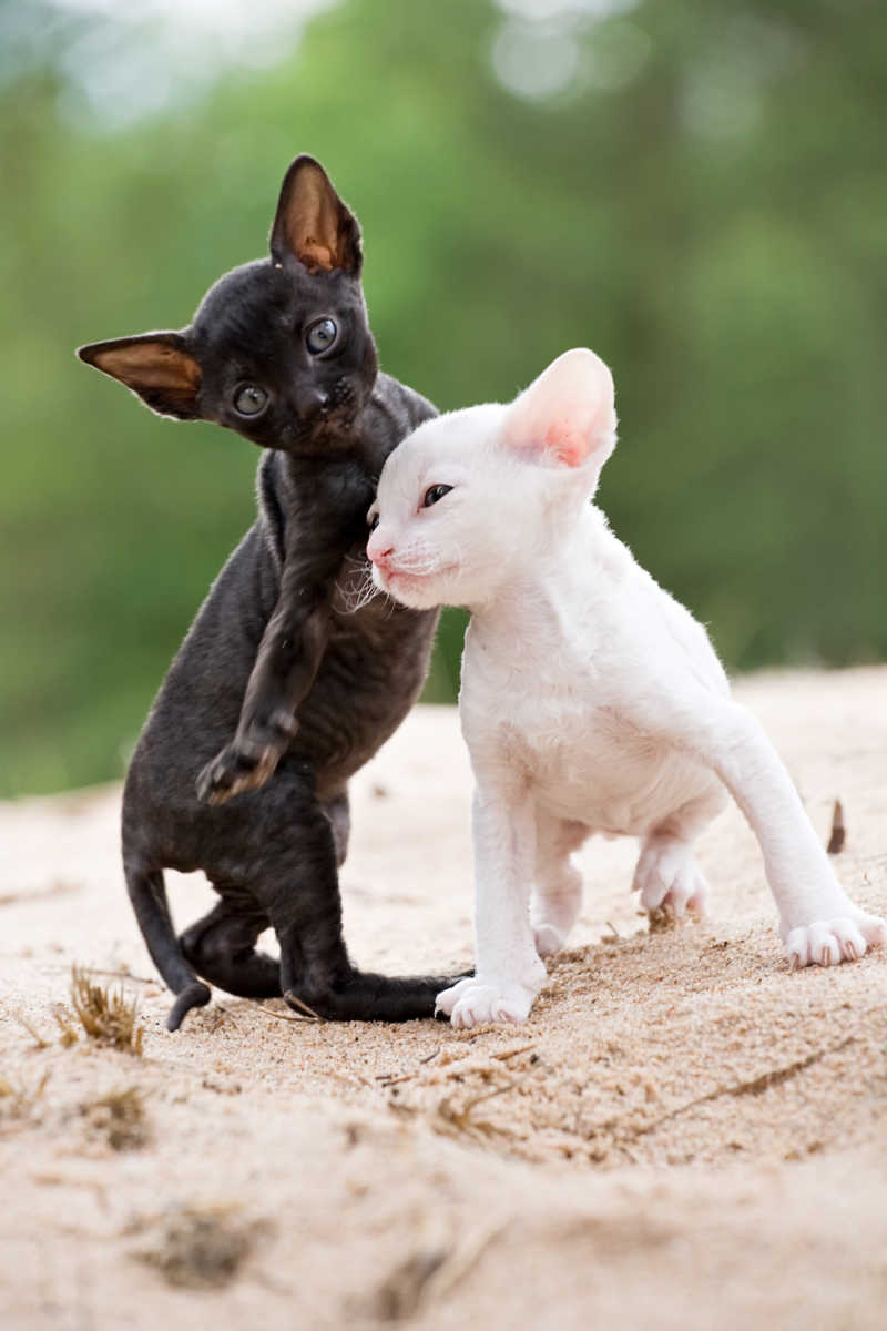 白色和黑色小猫在沙滩上玩耍