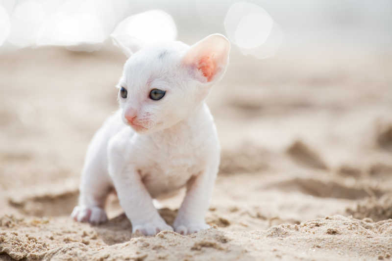 沙滩上的可爱白色小猫咪