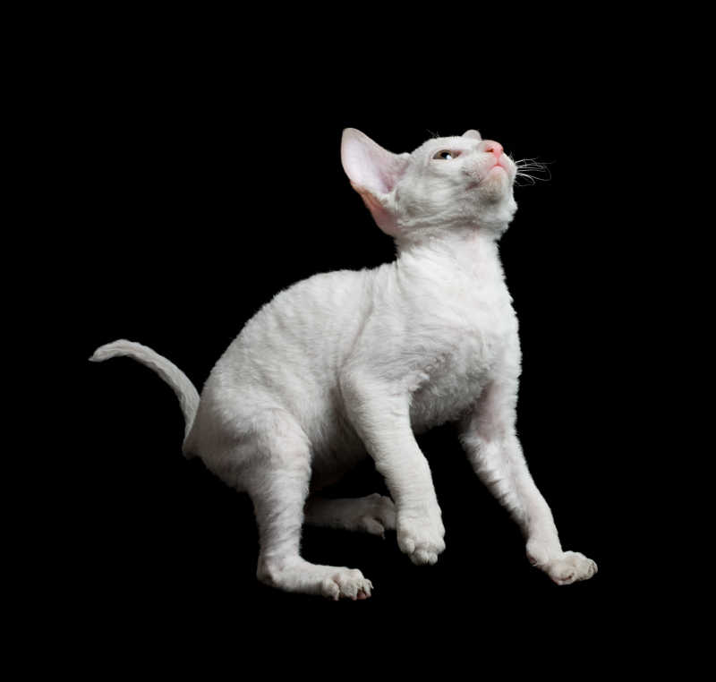 黑色背景下的白色小猫