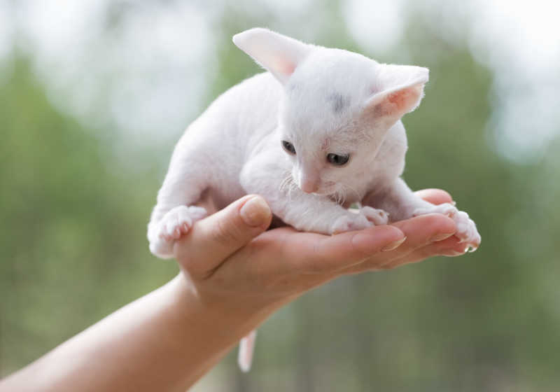掌心的白色可爱小猫咪
