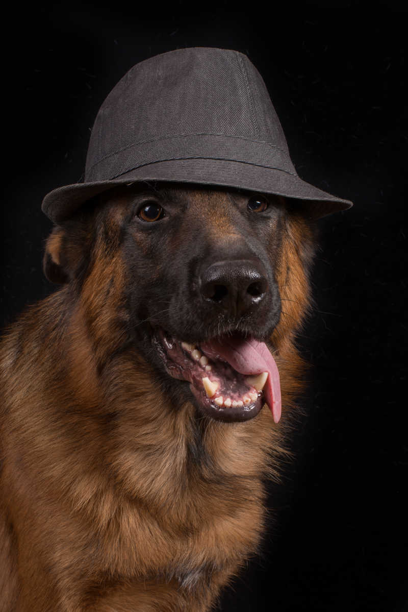 黑色背景下戴着黑帽子的德国牧羊犬