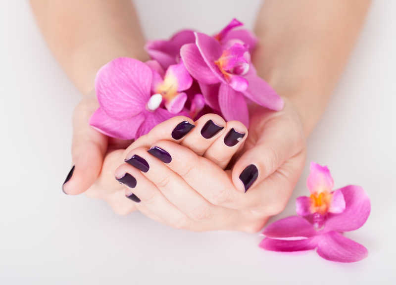 做有深紫色美甲的双手捧着花朵