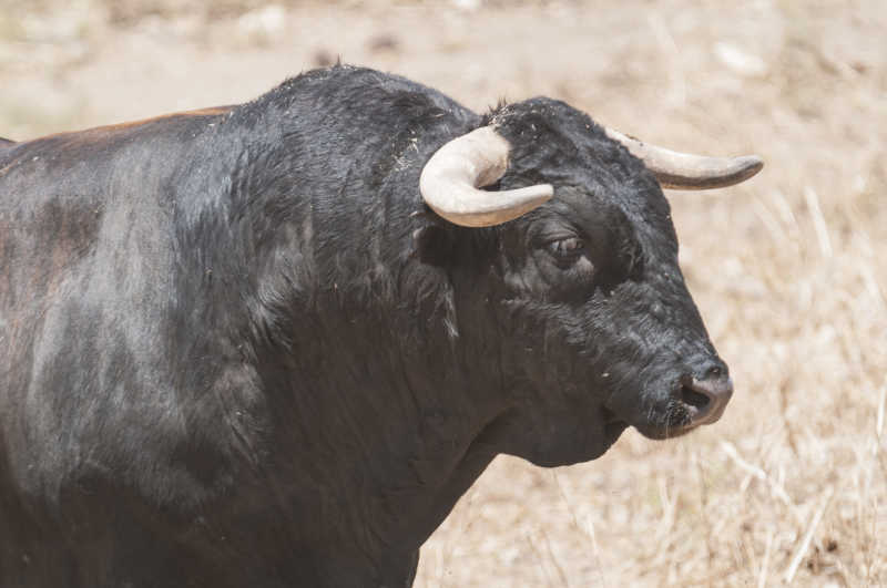 安达卢西亚的公牛