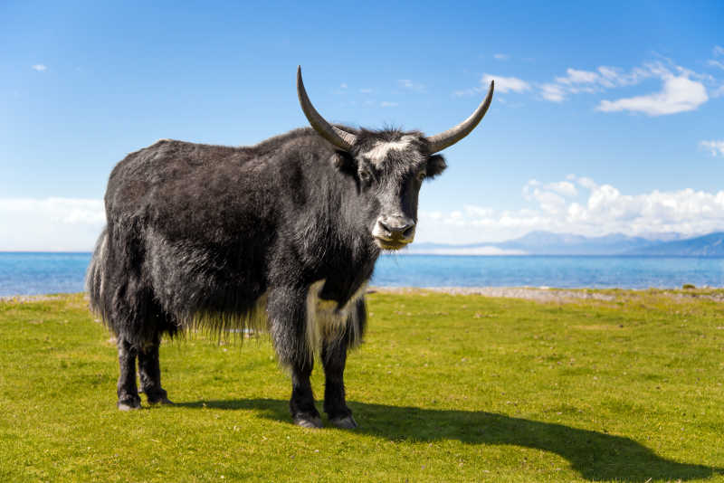 库苏古尔湖岸边的牦牛