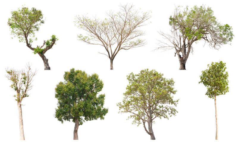白背景下很多不同种类形状的树
