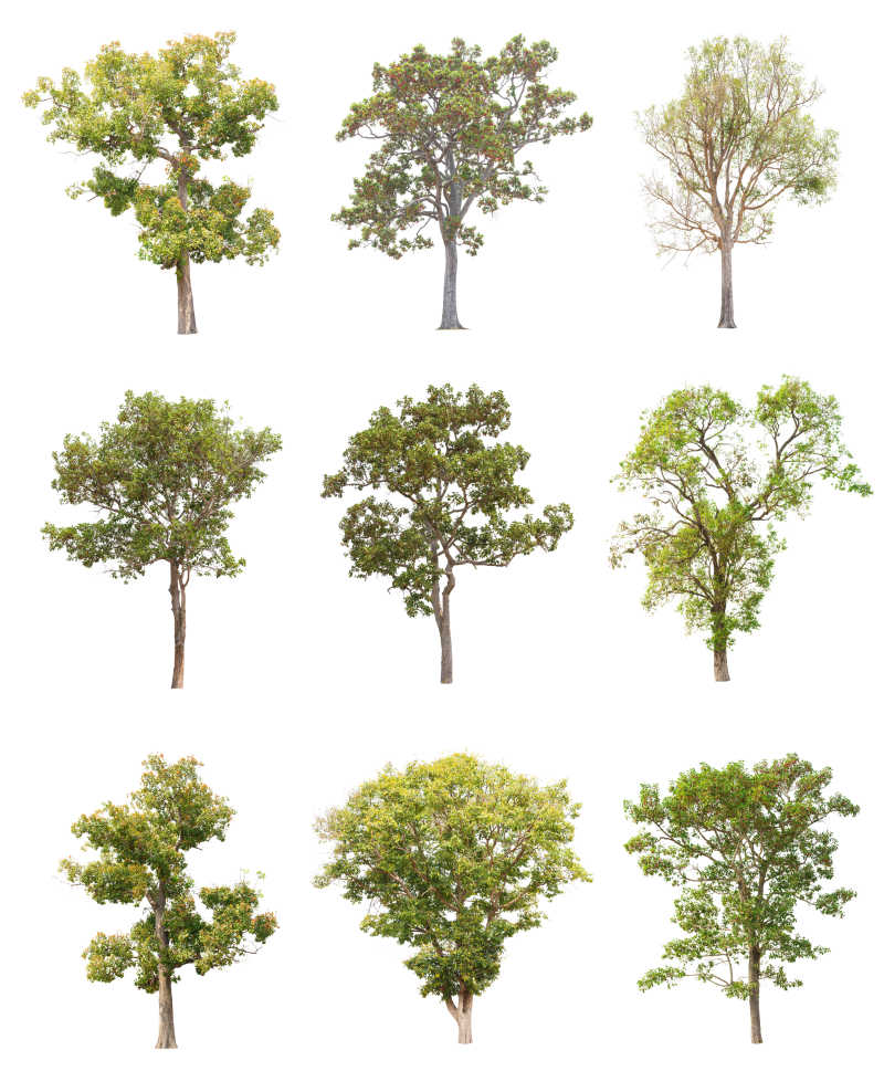 白背景下不同种类的树木