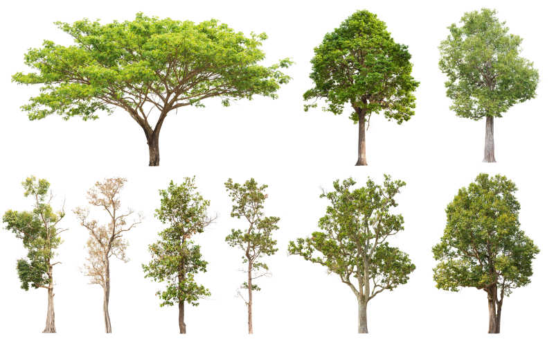白背景下孤立的形状种类不同的树