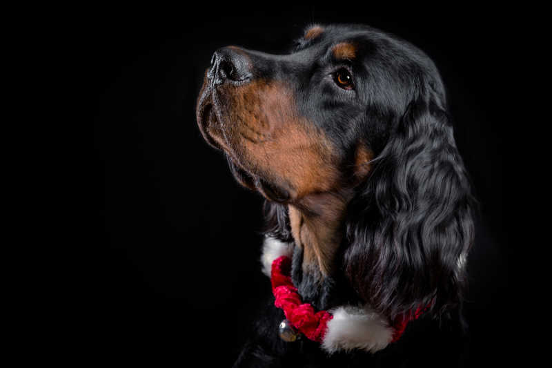 黑色背景下戴着红色项圈的戈登蹲猎犬