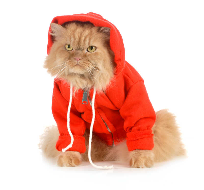 穿着红色大衣猫咪