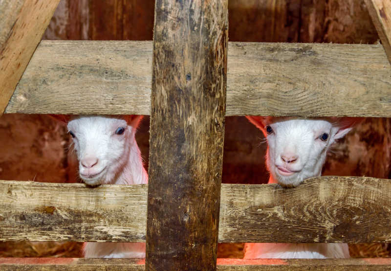 木制篱笆下的两只小山羊
