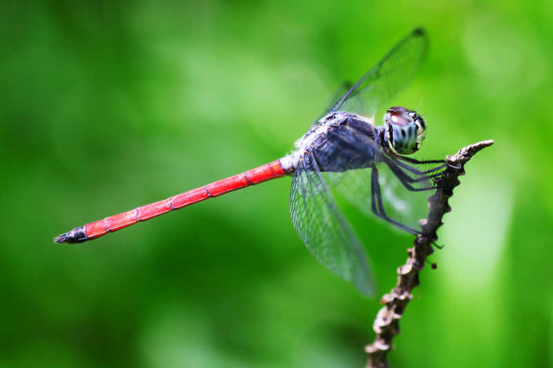 大自然中的蓝色红尾蜻蜓
