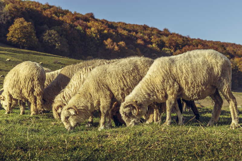 牧场里正在吃草的绵羊