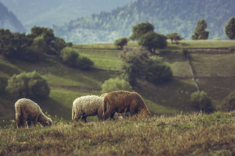 牧场的羊群