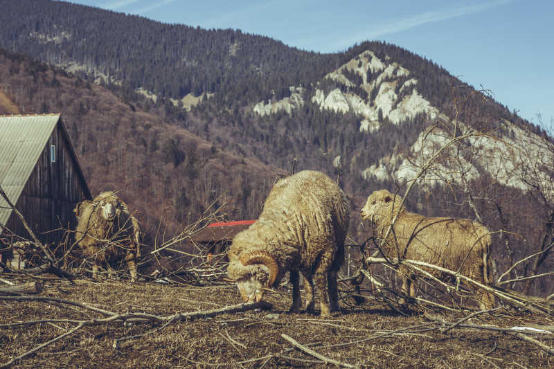 牧场山上正在吃着树枝的羊群