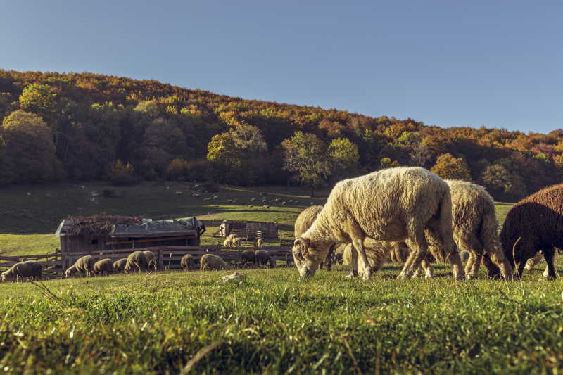 牧场里吃草的羊群