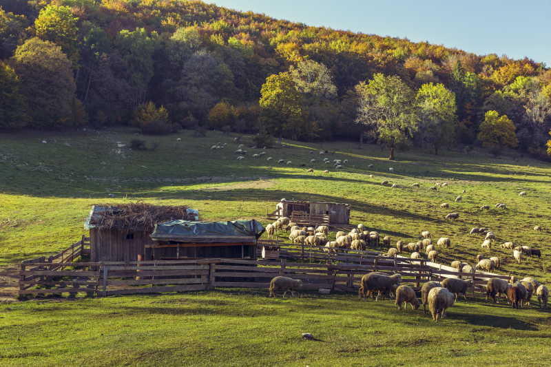 牧场里的羊圈和放牧的羊群