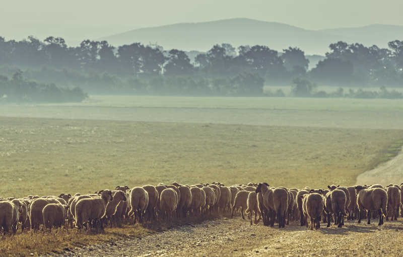 清晨放牧在牧场的羊群