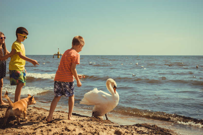 孩子们和天鹅在沙滩上快乐的玩耍
