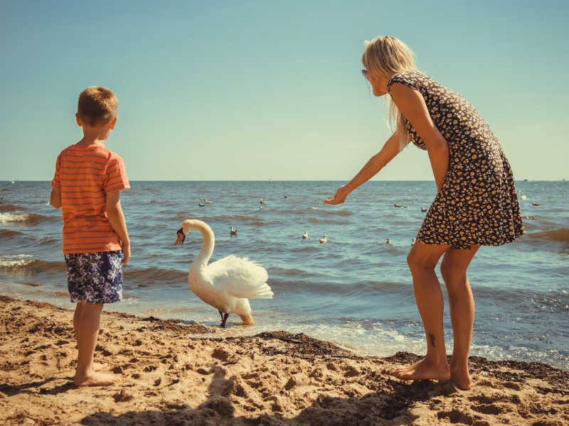 在沙滩上喂食天鹅的小男孩和母亲