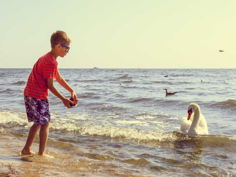 小男孩在海边快乐的喂食天鹅