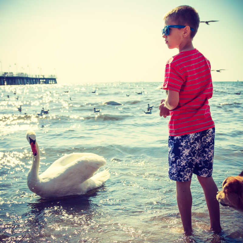 在海边的天鹅和小男孩