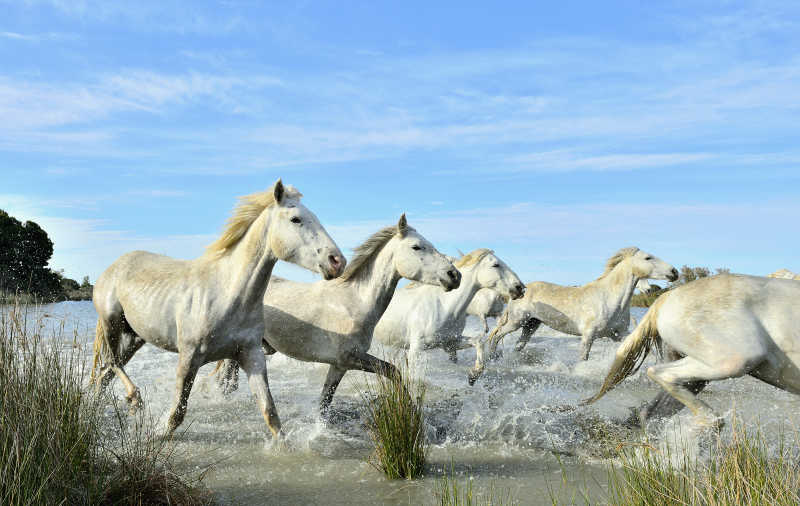 蓝天下奔跑在水中的一群白马