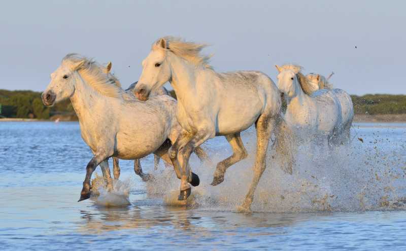 白色的马群在河里奔跑