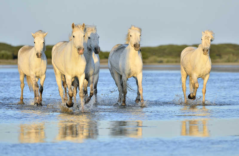白色马群在河水中奔跑