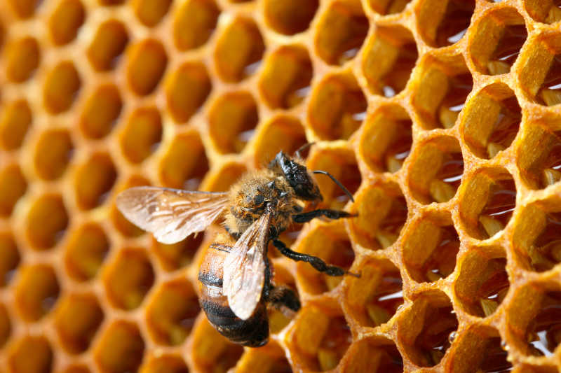 蜂巢上的一只蜜蜂