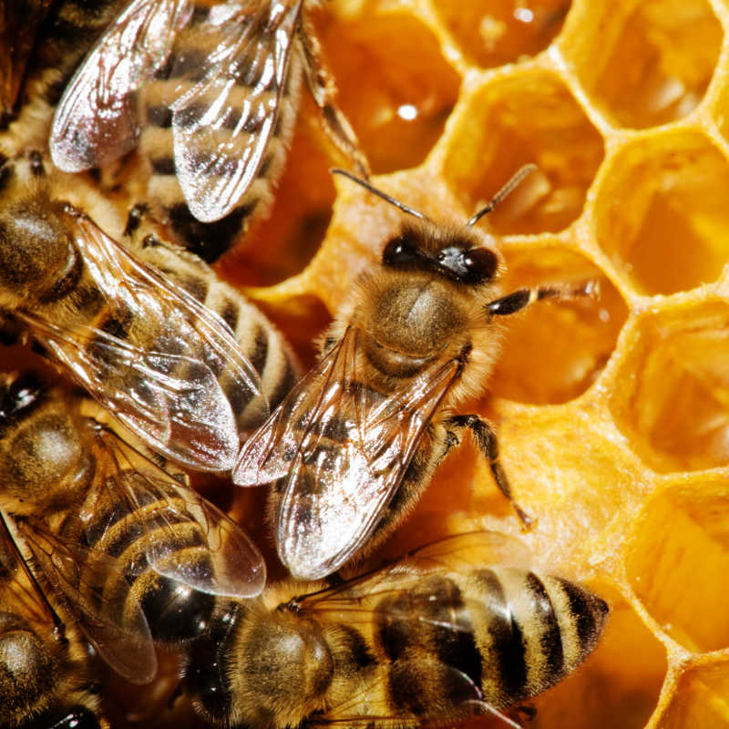 在蜂巢上工作的蜜蜂