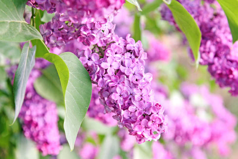 自然中的紫丁香花特写