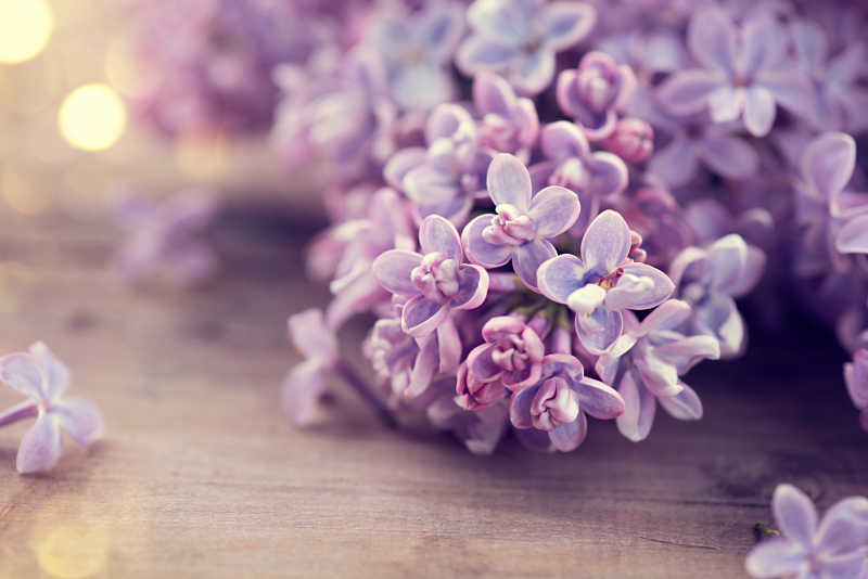 美丽的紫丁香花束