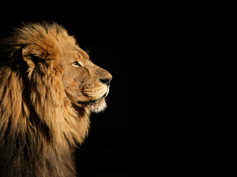 黑色的背景下一个雄性非洲狮