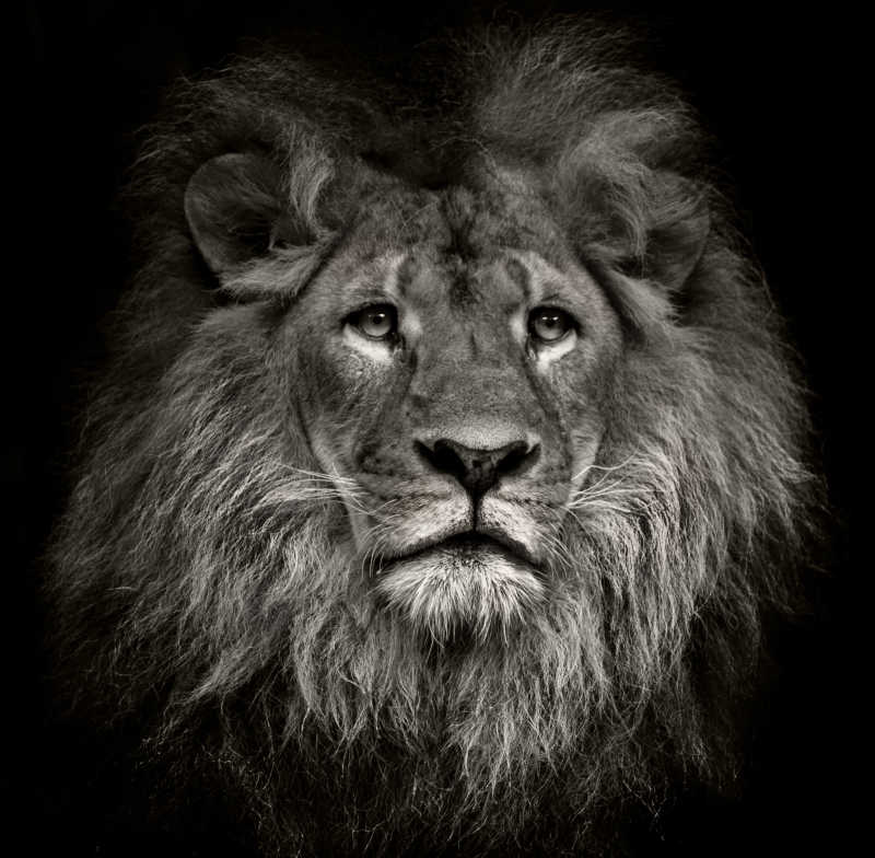 一只来自非洲的露出哀伤表情的狮子