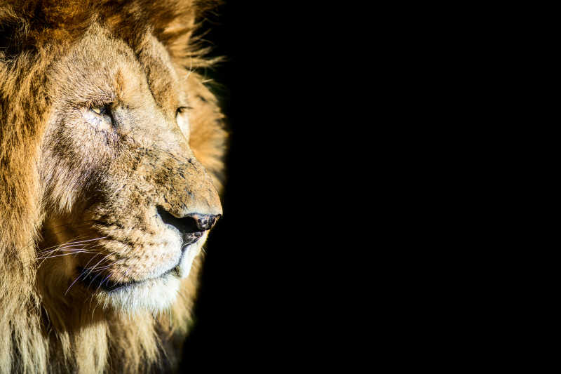 黑暗中一只迎着阳光的狮子