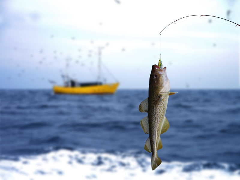 钓鱼竿上的小型鳕鱼