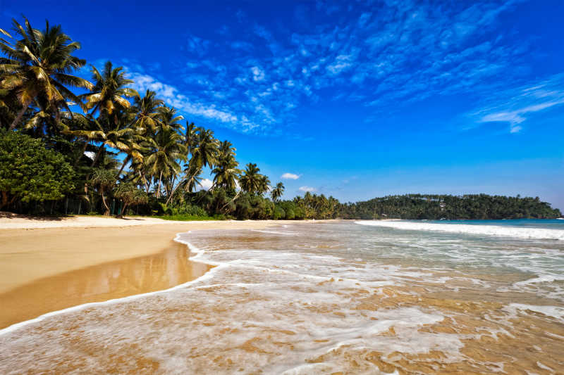 斯里兰卡蓝天海滩棕榄树美景