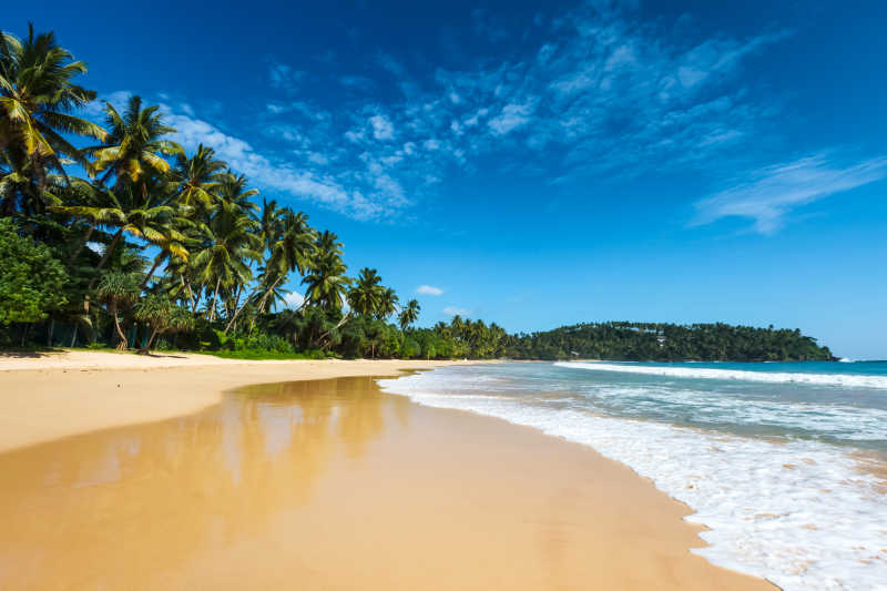 斯里兰卡海滩上的棕桐树和蓝天风景