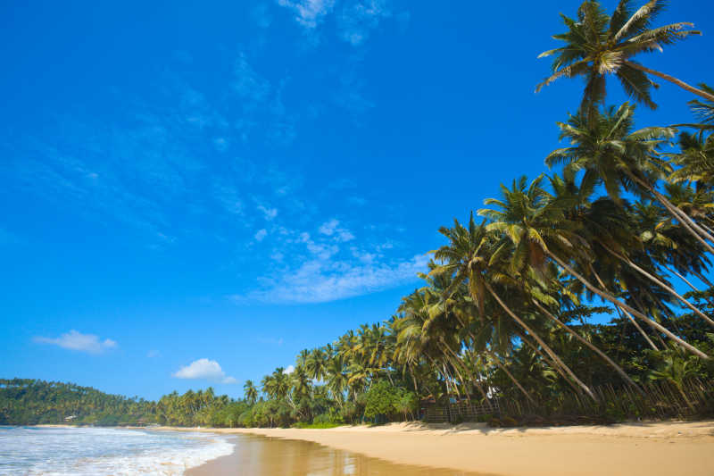 斯里兰卡海滩风景棕榄树和蓝天