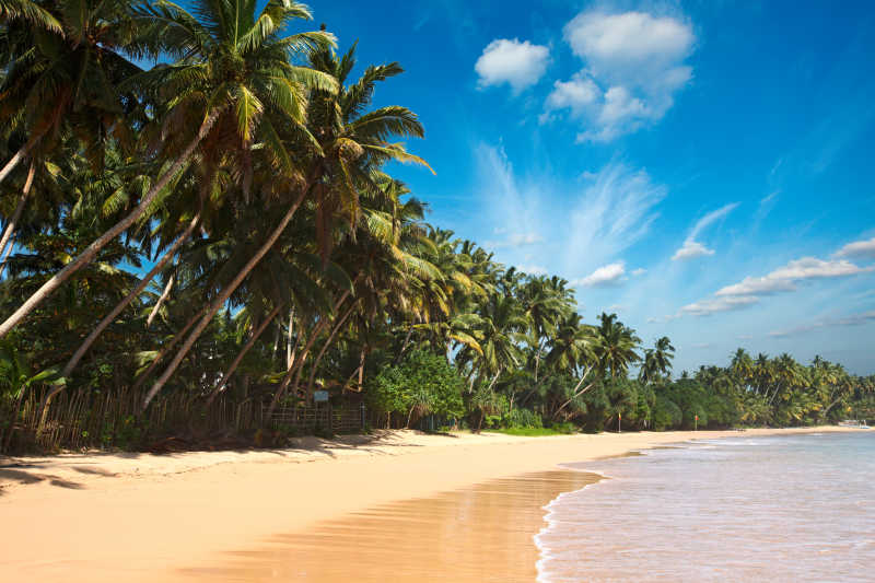 热带海滩上的棕桐树和蓝天