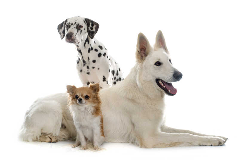 在白色的背景前的三只漂亮的狗