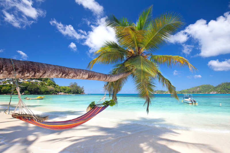 热带海滩棕桐树荫下的吊床