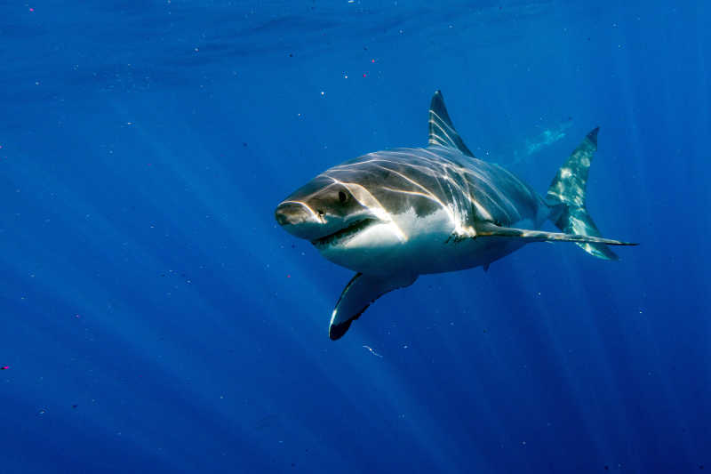 大白鲨在深蓝色海洋的背景下