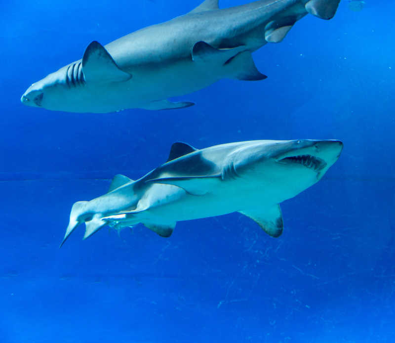 蓝色大海里的两条大老虎鲨