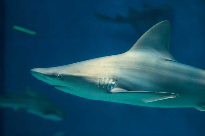 大海里的沙洲鲨