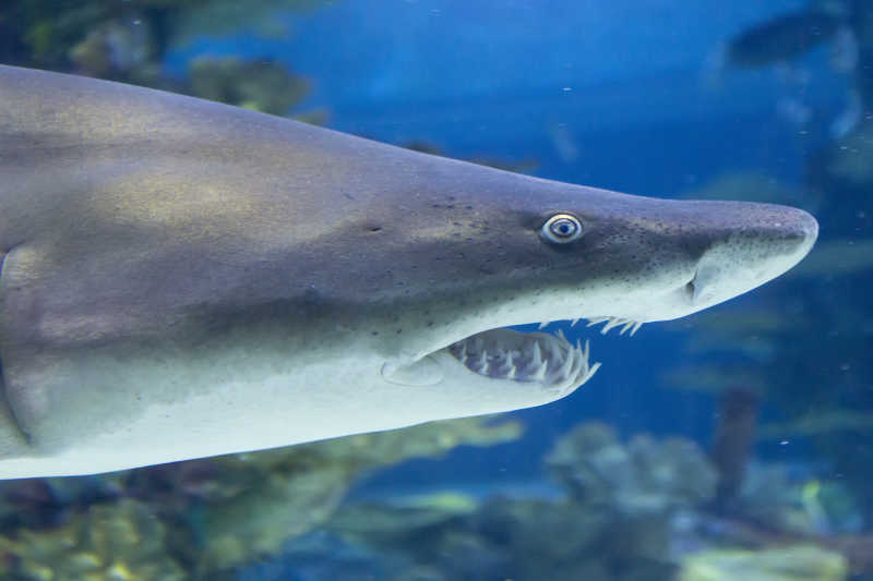 凶猛的鲨鱼张着嘴巴