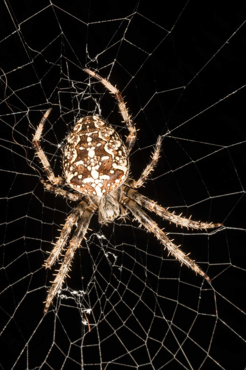 黑色背景上的蜘蛛网和蜘蛛